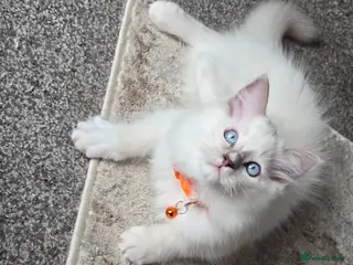 Ragdoll cats Ragdoll lilac boy. - Advert 5