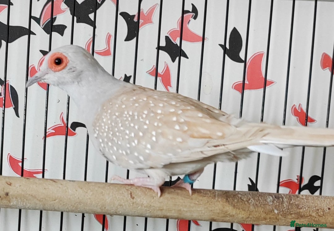 Doves birds for sale: Beautiful Diamond Doves - Advert 7