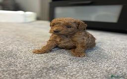 Cavapoo dogs for sale: F1b cavapoo babies - Advert 6