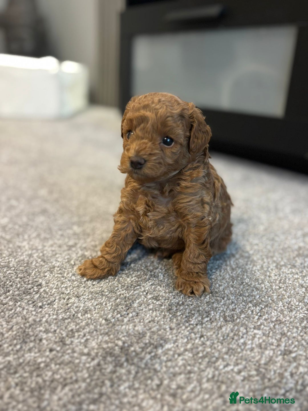 Cavapoo dogs for sale: F1b cavapoo babies - Advert 6