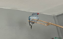 Ringnecks birds for sale: Female Indian ringneck - Image 2