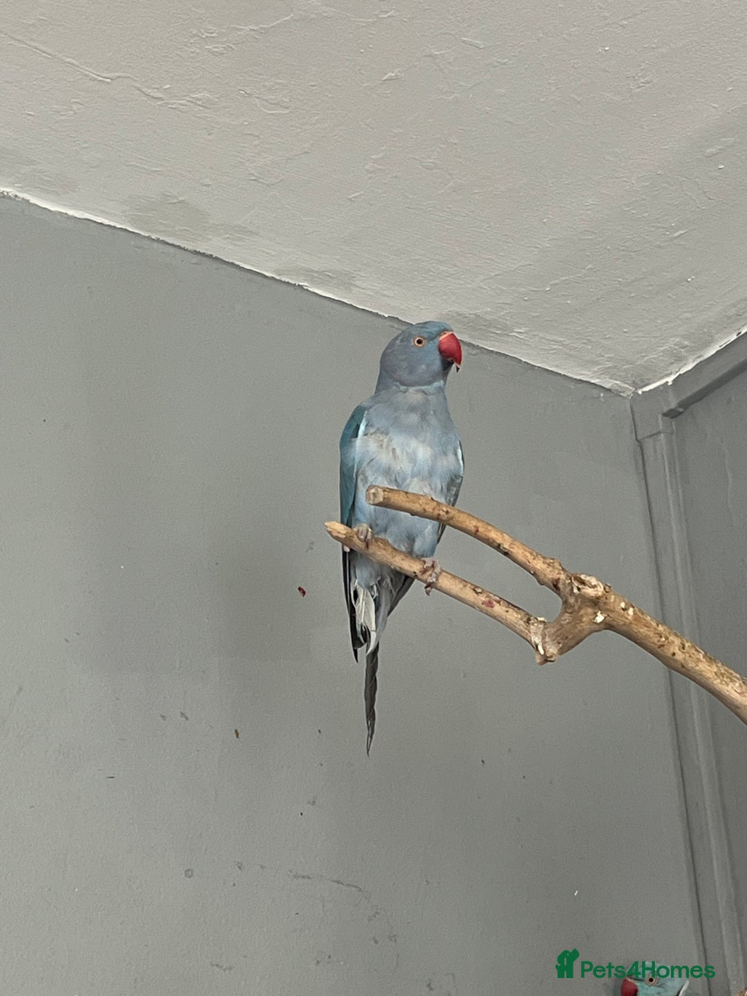 Ringnecks birds for sale: Female Indian ringneck - Image 2
