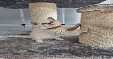 British Shorthair cats - Advert 12