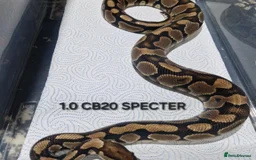 Python Snake reptiles for sale: Various hatchlings and sub adults in West Bromwich - Image 11