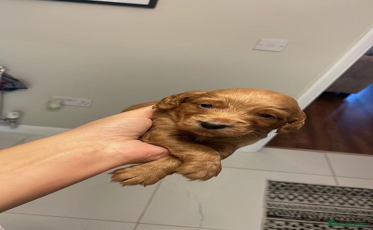 Cockapoo dogs - Advert 3