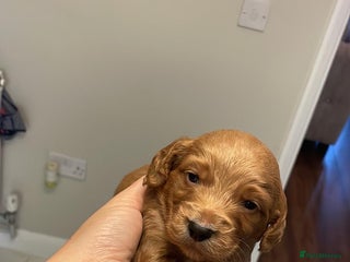 Cockapoo dogs - Advert 34