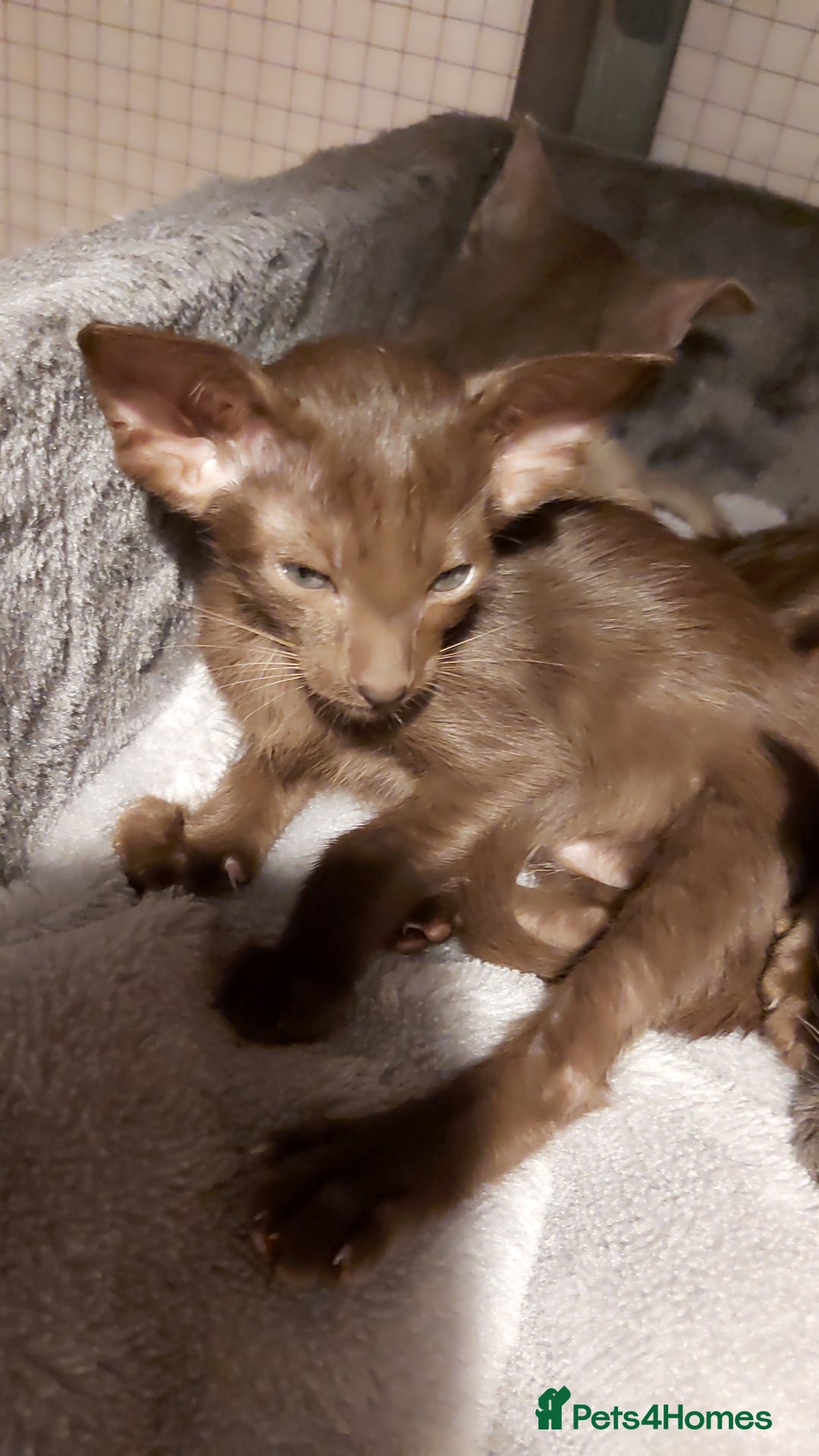 Oriental cats for sale: Full Pedigree Oriental 1 Kitten XL size ears GCCF - Advert 35