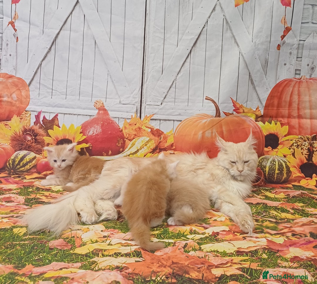 Maine Coon cats for sale: Maine Coon Kittens  - Advert 12