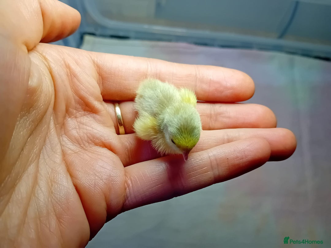 Quail poultry for sale: Coturnix, Celadon and Chinese Painted Quail Chicks - Image 27