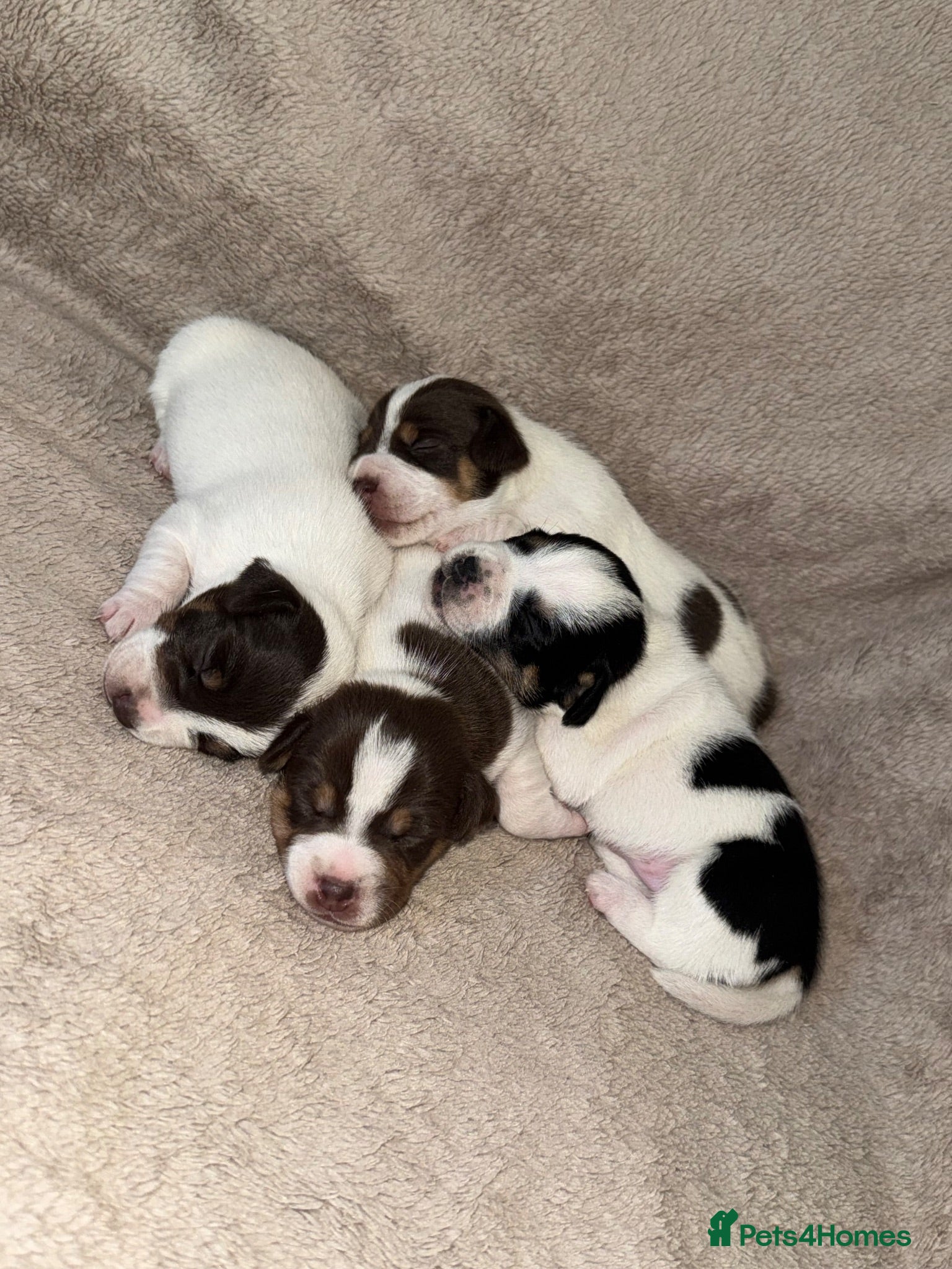 Jack Russell dogs Jack Russel pups - Advert 15