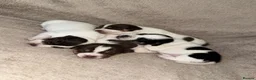 Jack Russell dogs for sale: Jack Russel pups - Advert 10
