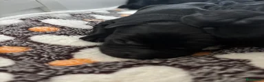 Labrador Retriever 4