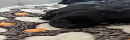 Labrador Retriever dogs for sale: Labrador Full Pedigree-Black - Advert 15