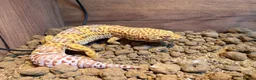 Leopard Gecko reptiles for sale: Leopard Gecko with Enclosure  in Nottingham - Advert 2
