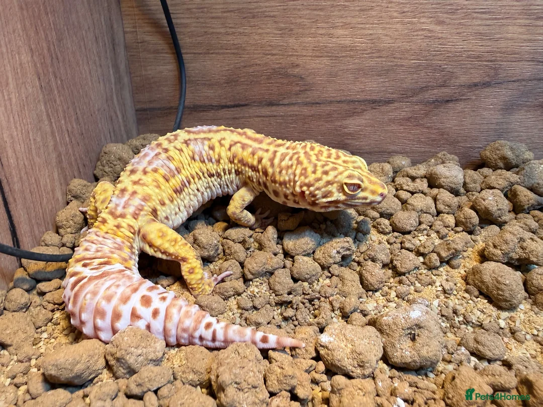 Leopard Gecko reptiles for sale: Leopard Gecko with Enclosure  in Nottingham - Advert 2