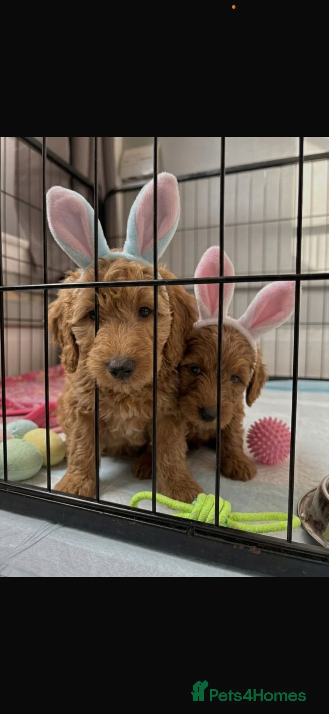 Cockapoo dogs for sale: Stunning 🐶 Red Cockapoo Puppies - Advert 1