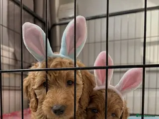 Cockapoo dogs Stunning 🐶 Red Cockapoo Puppies - Advert 3