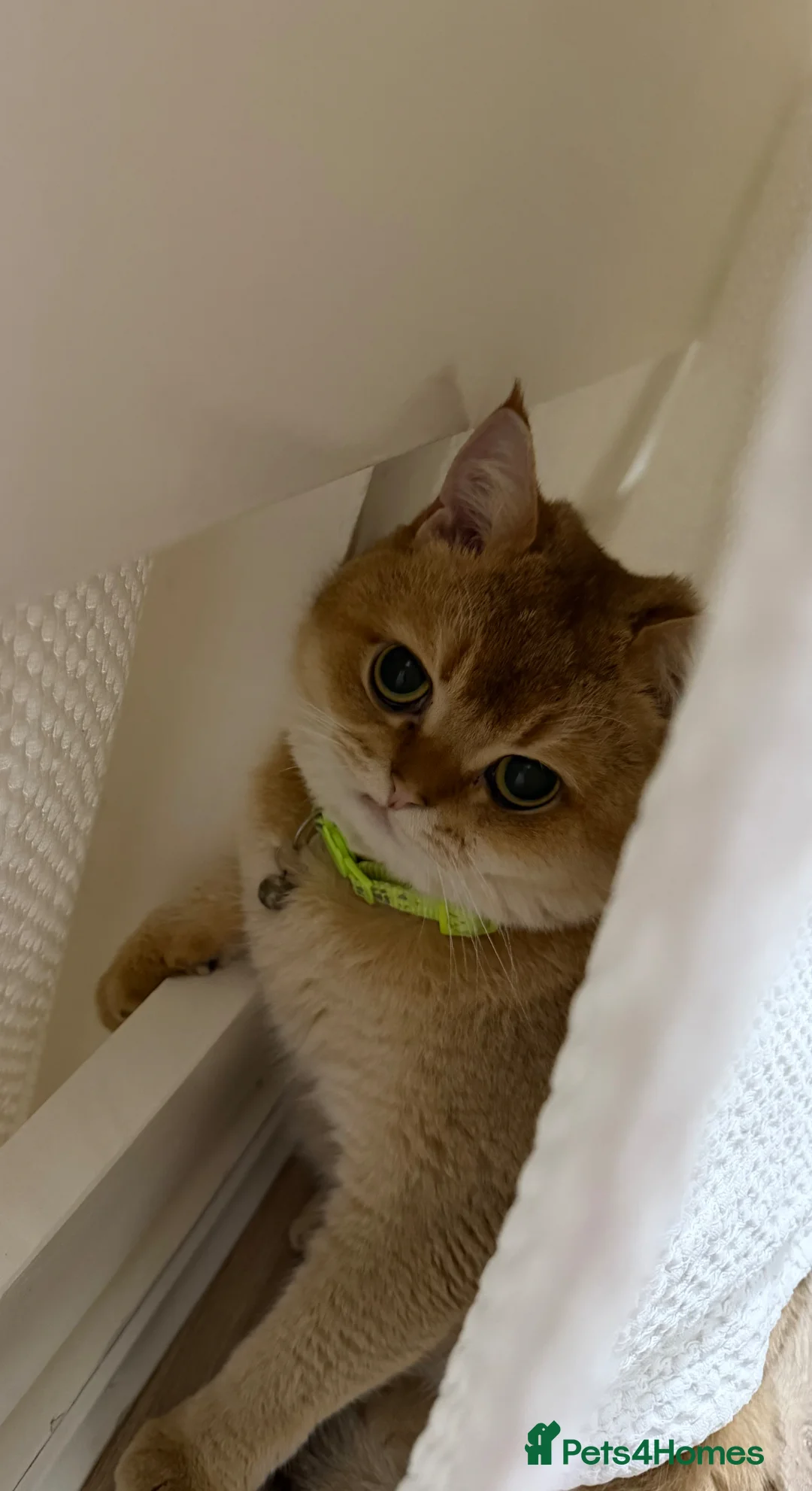 Scottish Fold cats for stud: Scottish Straight Male Stud – “Poopsie”  - Advert 2