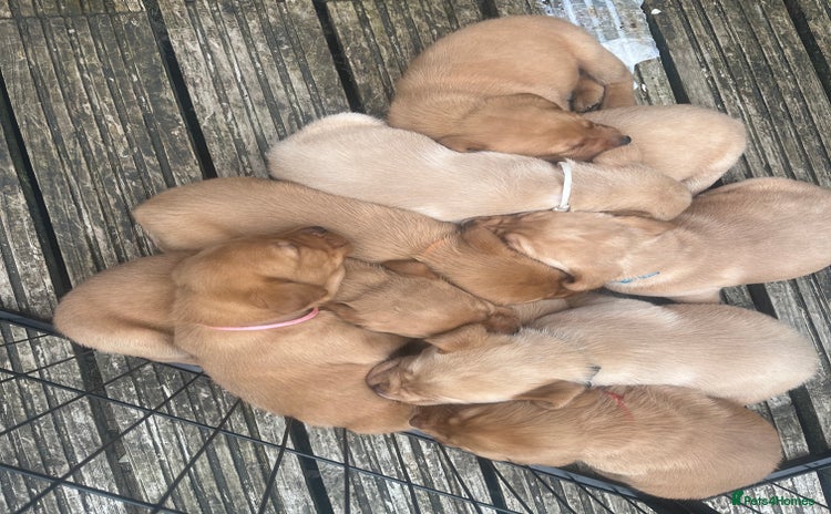 Labrador Retriever dogs - Advert 2
