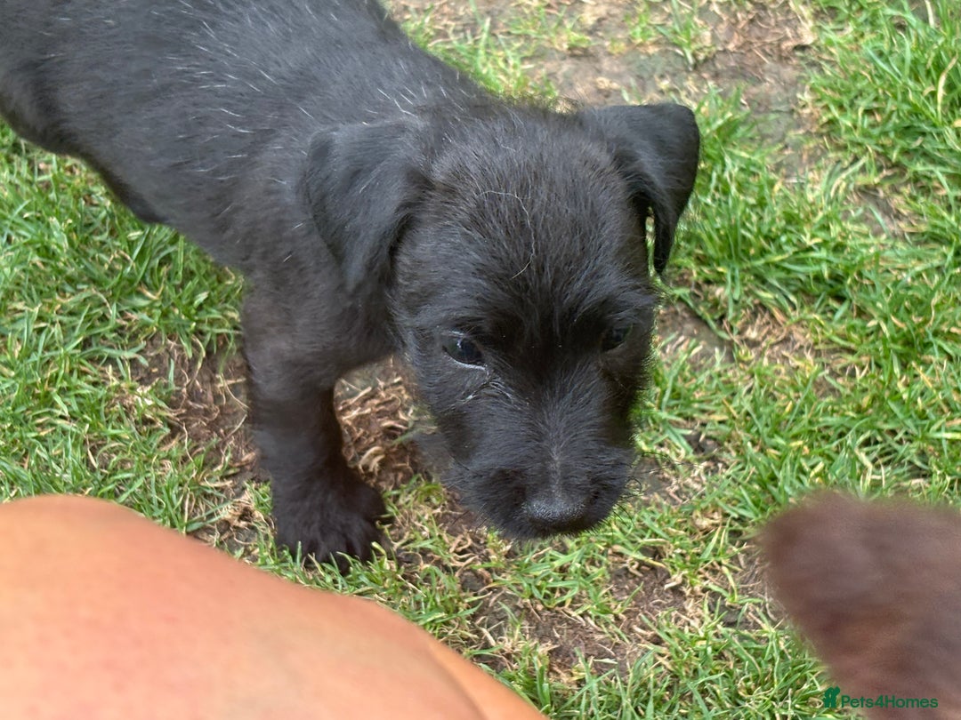 Mixed Breed dogs for sale: Working Lakeland x Patterdale  - Image 3