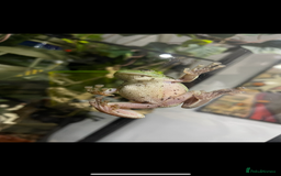 Frog reptiles for sale: 4x white tree frogs for sale - Image 2