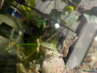 Frog reptiles - Advert 23