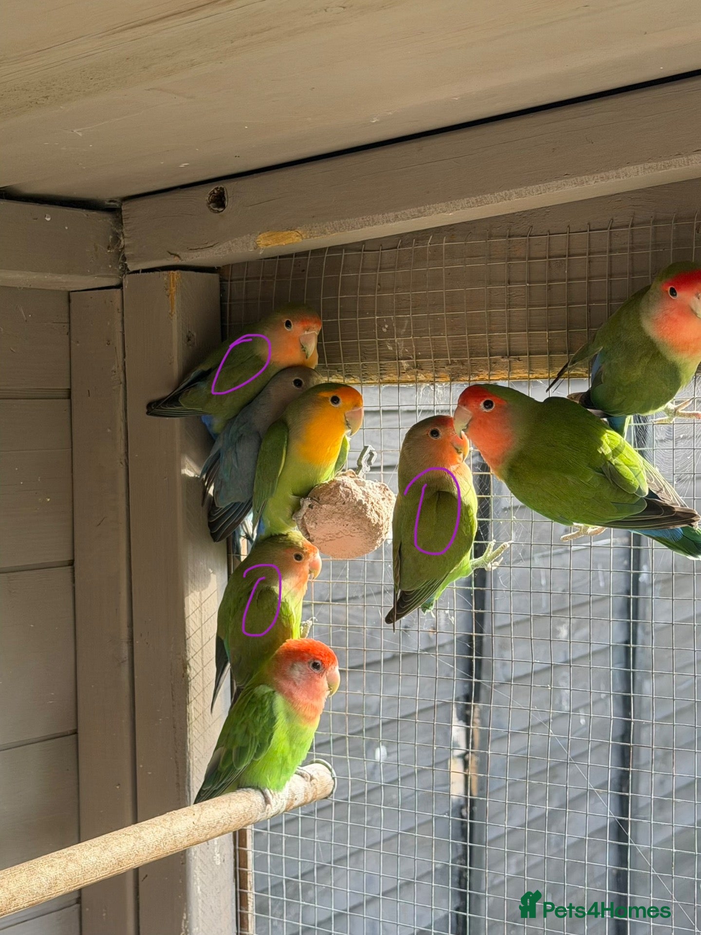 Lovebirds birds Love birds - Advert 1