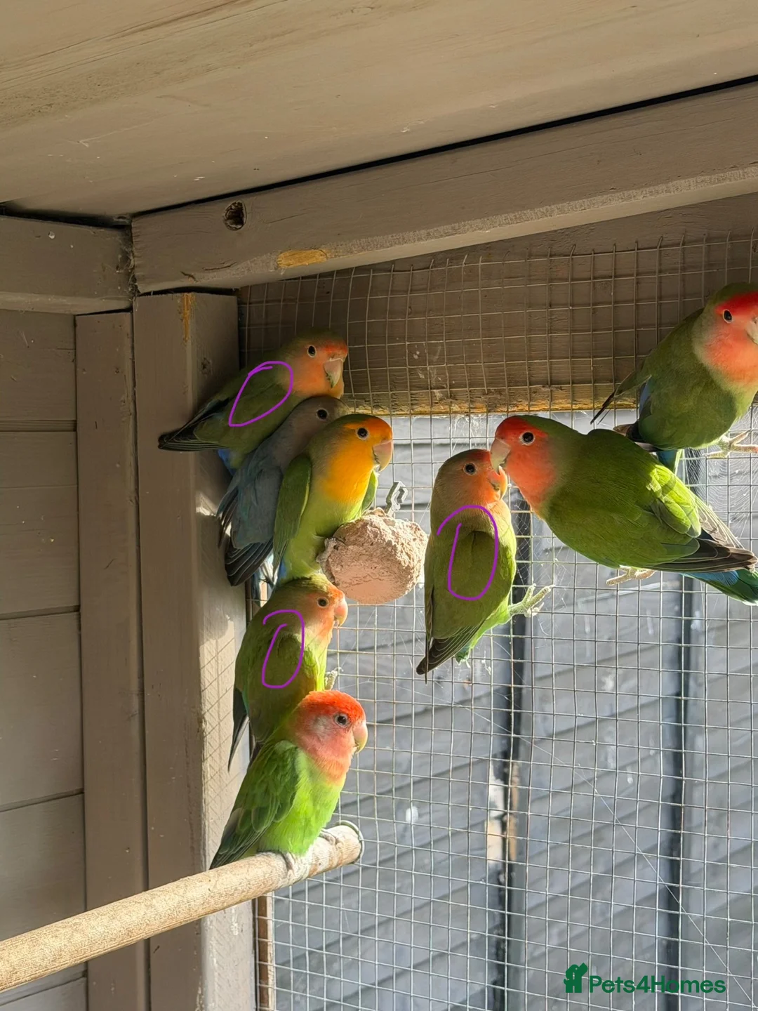 Lovebirds birds for sale: Love birds in King's Lynn - Advert 1