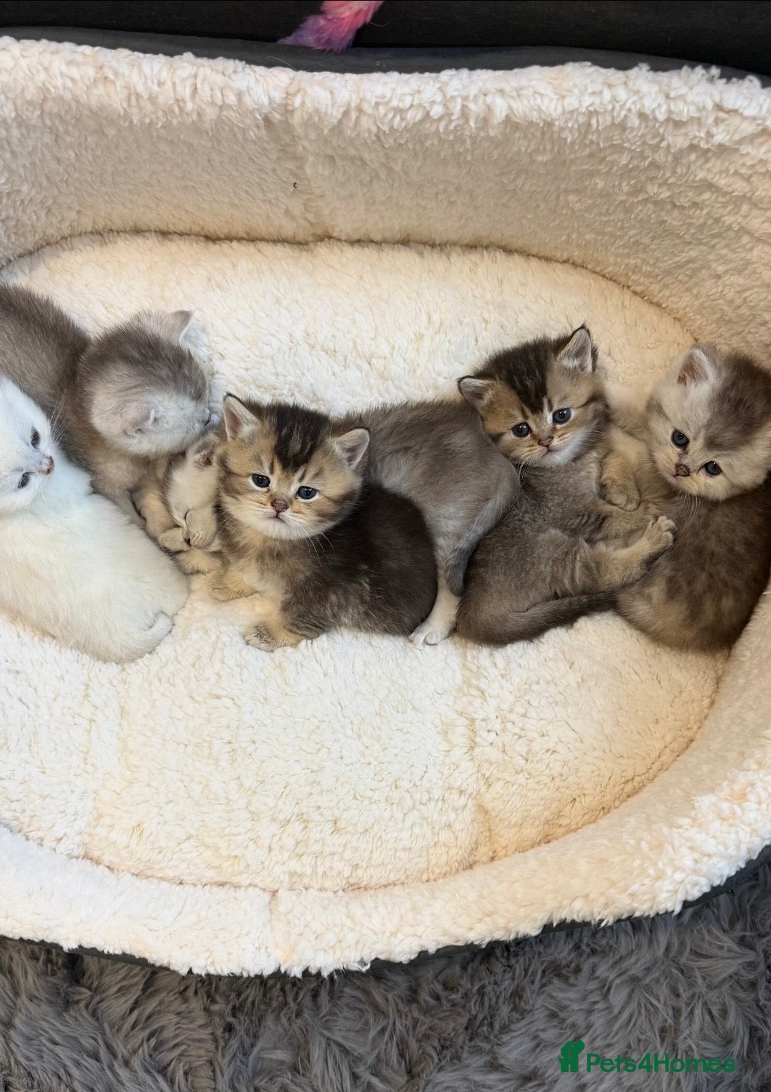 British Shorthair cats British shorthair kittens  - Advert 1