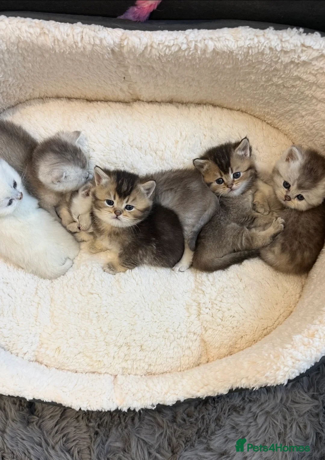 British Shorthair cats for sale: British shorthair kittens  - Advert 1