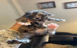 Maine Coon cats for sale: Stunning XL Pure bred Main Coon kittens for sale  - Image 13