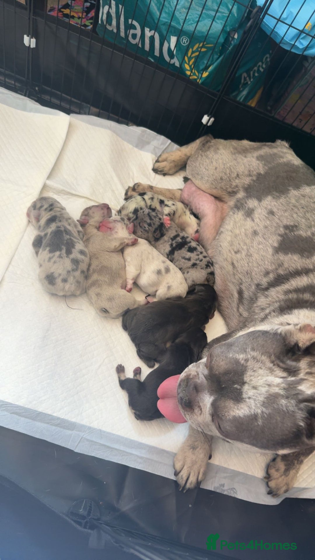 French Bulldog dogs for sale: frenchie pups merle ready now - Image 18