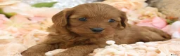 Cavapoo dogs for sale: *HEALTH TESTED* Cavapoo Puppies - Advert 14