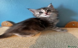 Maine Coon cats for sale: GCCF Maine coon kittens  - Image 8