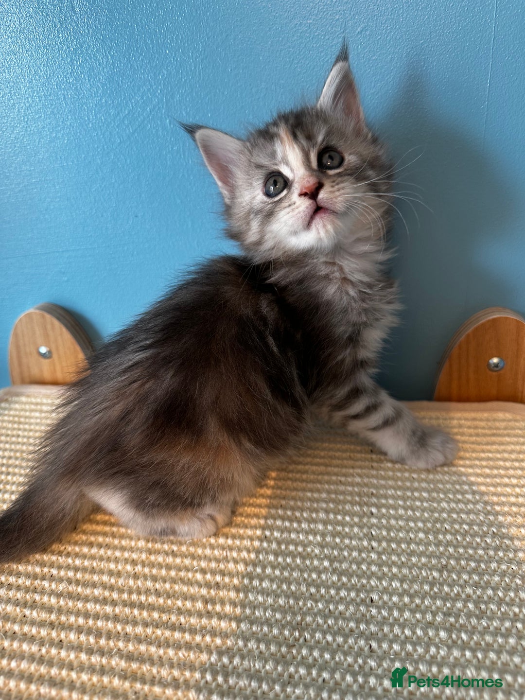 Maine Coon cats for sale: GCCF Maine coon kittens  - Image 8