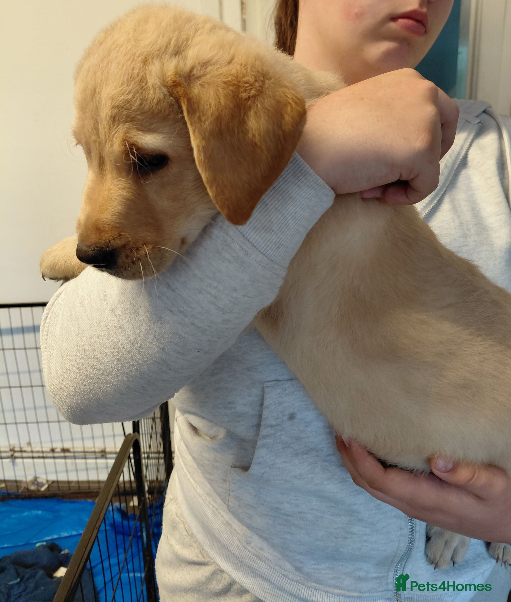 Labrador Retriever dogs LAST GIRL AVAILABLE READY TO LEAVE  - Advert 18