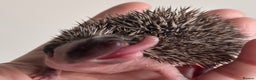 Pygmy Hedgehog rodents for sale: Girls Boys Ethically Bred African Pygmy Hedgehogs - Advert 15