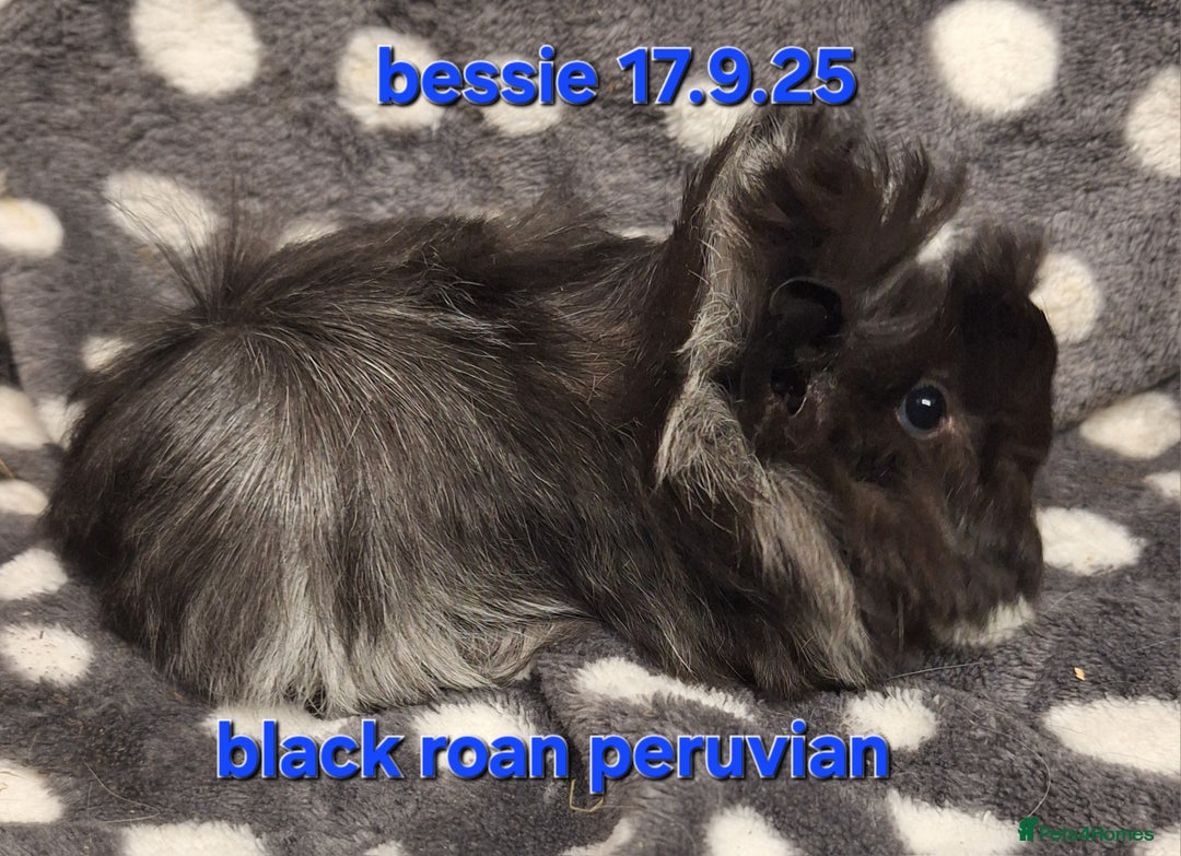 Guinea Pig rodents for sale: Baby male peruvian guinea pigs  - Advert 6