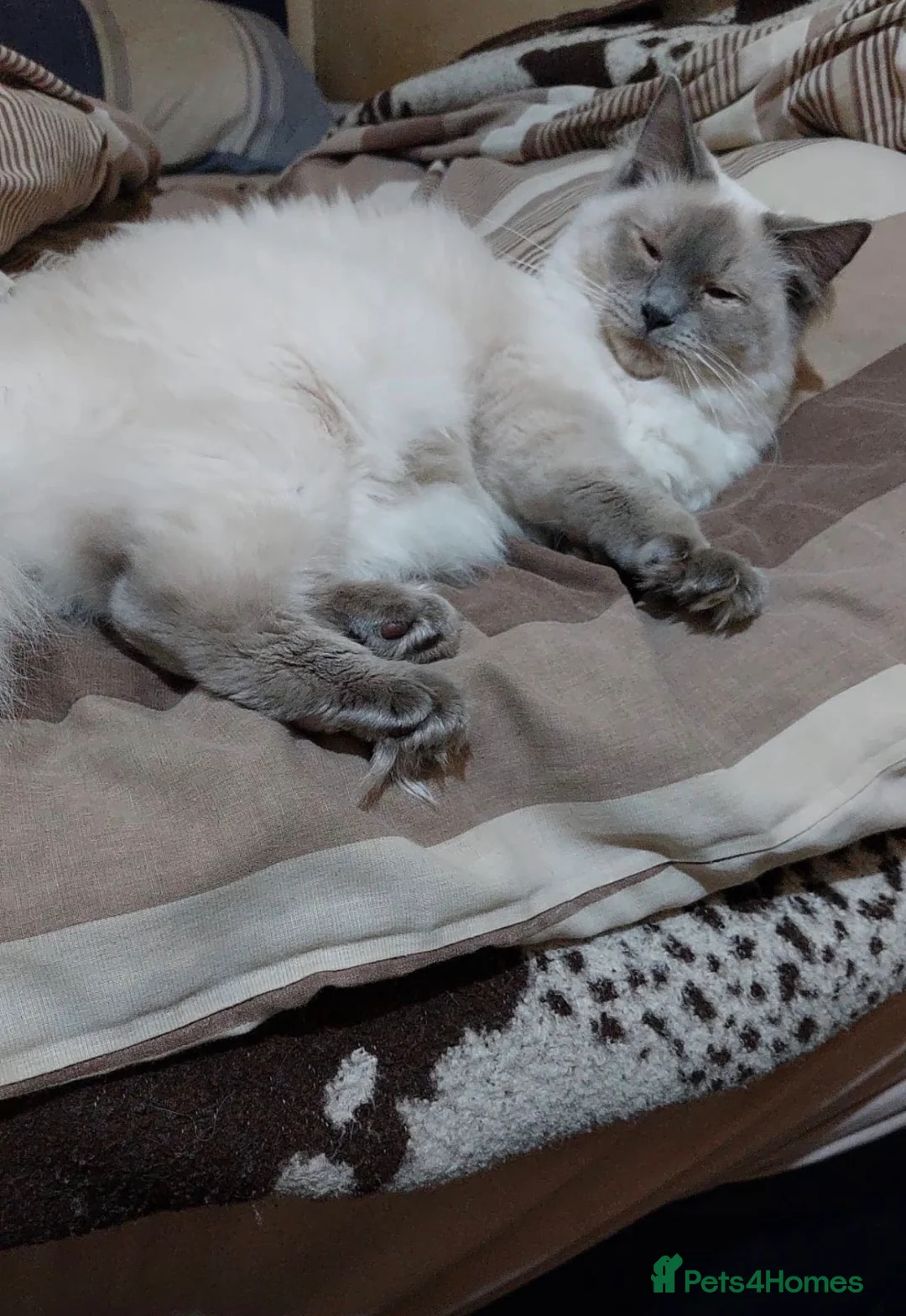 Ragdoll cats for sale: Gorgeous Ragdoll Baby 6 Months Old For Sale - Advert 2
