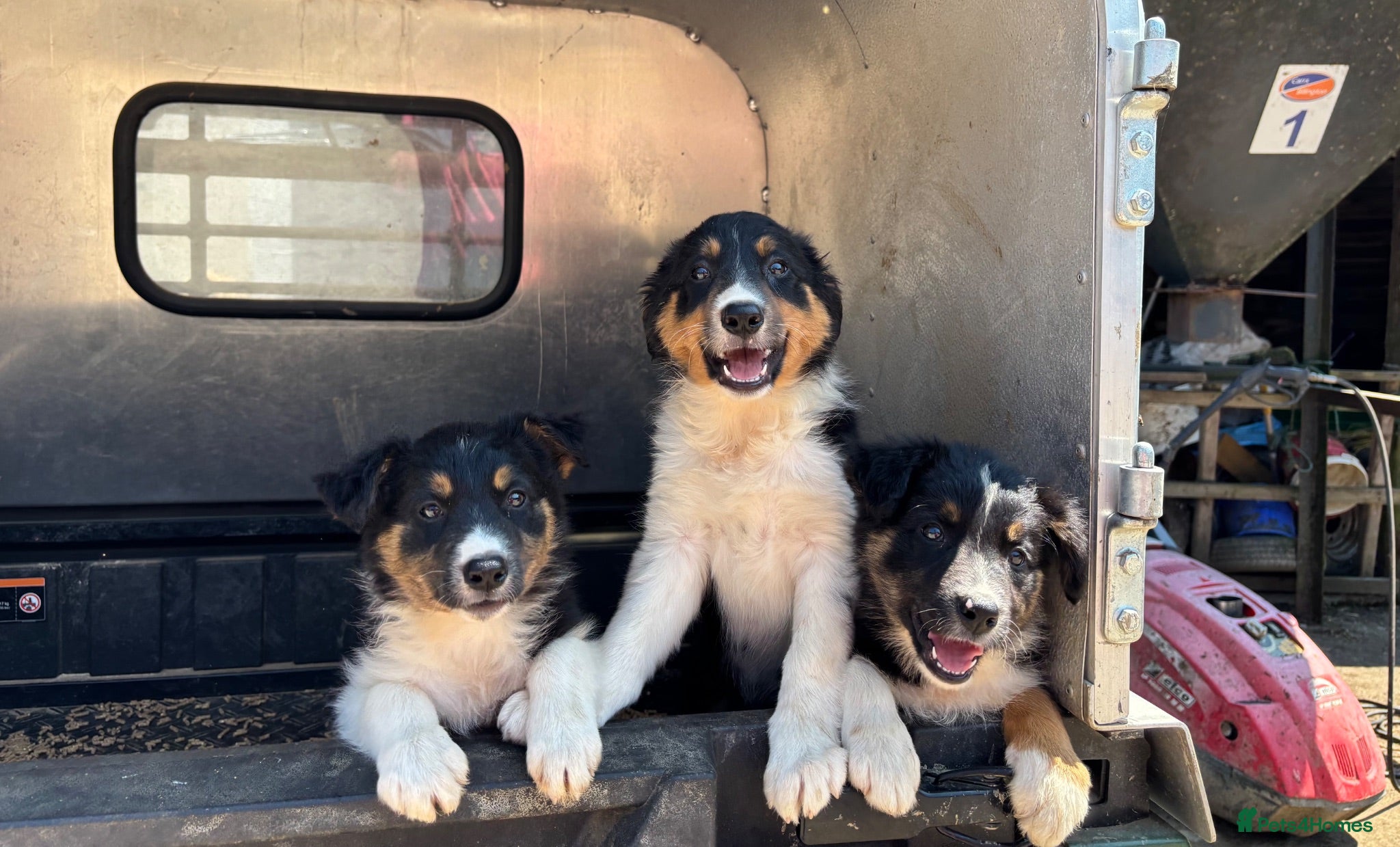 Border Collie dogs Long Coated Tri Border Collie Puppies - Advert 1
