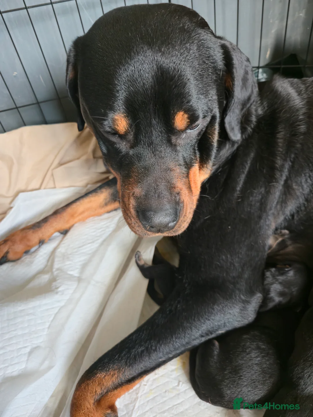 Rottweiler dogs for sale: Rottweiler puppy - Advert 7