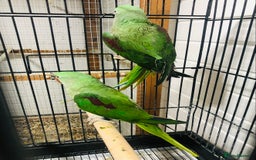 Parrots birds for sale: Alexandrine parrots for sale. - Image 10