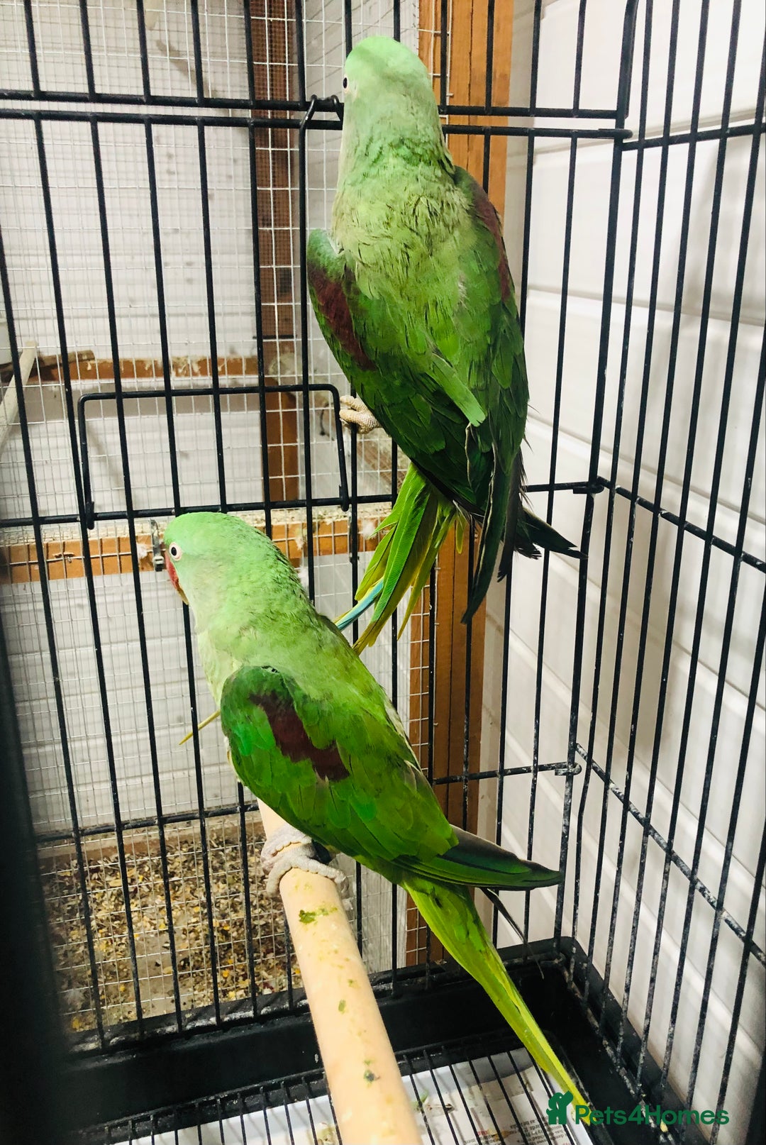 Parrots birds for sale: Alexandrine parrots for sale. - Image 10