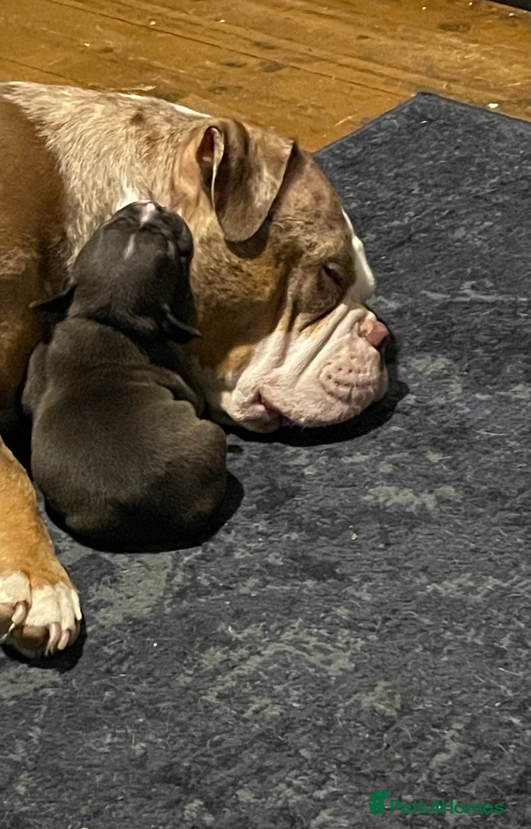 American Bully dogs for sale: American Pocket bully’s puppies  - Advert 16