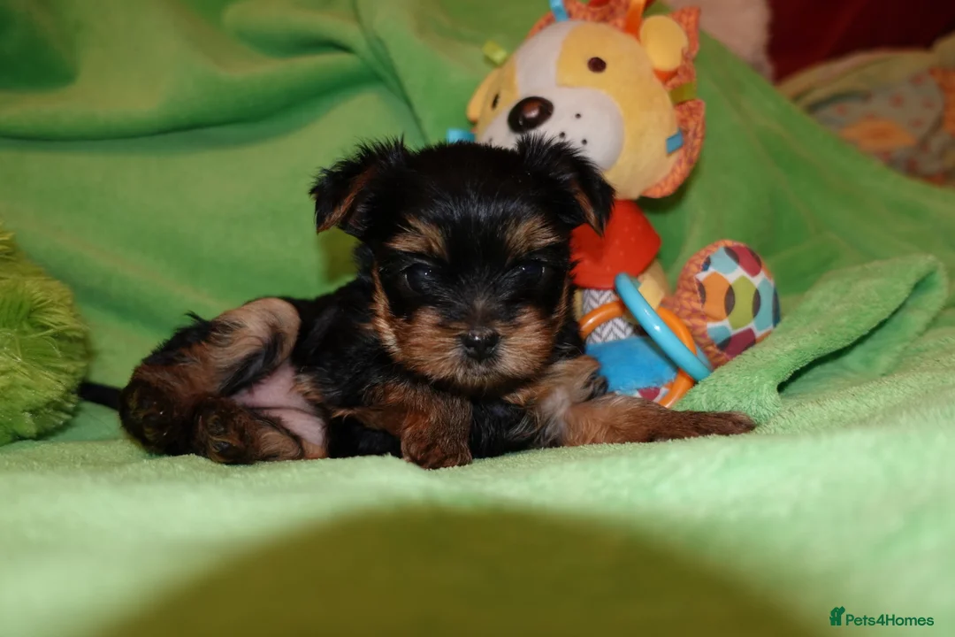 Yorkshire Terrier dogs for sale: 1 Beautiful Pure Breed Yorkshire Terrier female - Advert 8