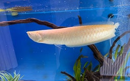 Cichlids fish for sale: Albino Arowana - Image 4