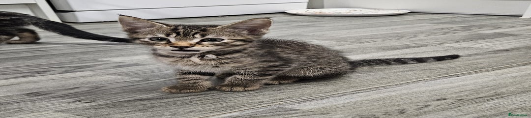 Russian Blue Kitten 4