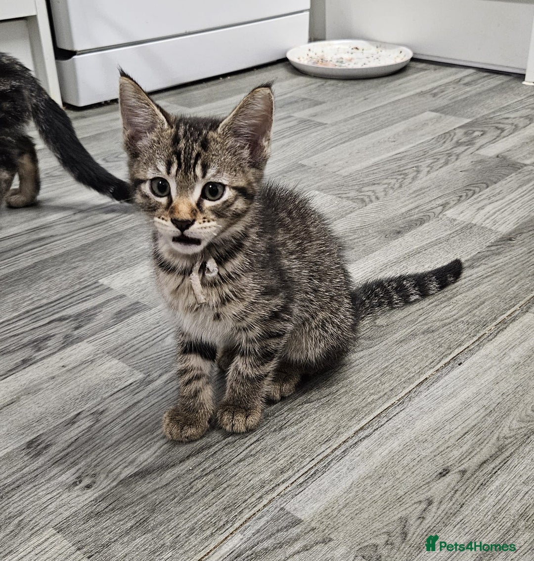 Russian Blue cats for sale: Mix Russian Blue and Maine Coon  - Image 11