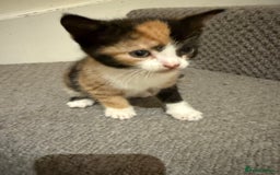 Mixed Breed cats for sale: 3 beautiful female kittens. - Image 2
