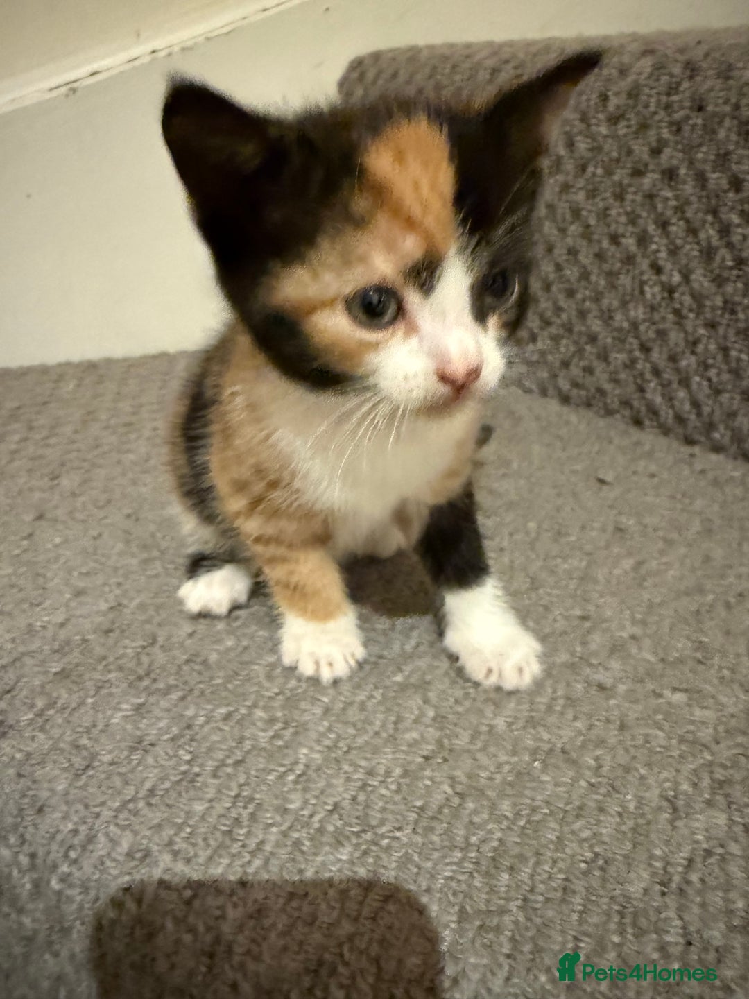 Mixed Breed cats for sale: 3 beautiful female kittens. - Image 2
